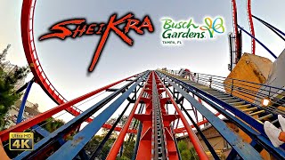 Sheikra Roller Coaster On Ride Front Row 4K POV Busch Gardens Tampa 2023 10 31