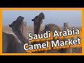 Saudi Arabia - Riyadh Camel Market