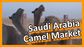 Saudi Arabia - Riyadh Camel Market