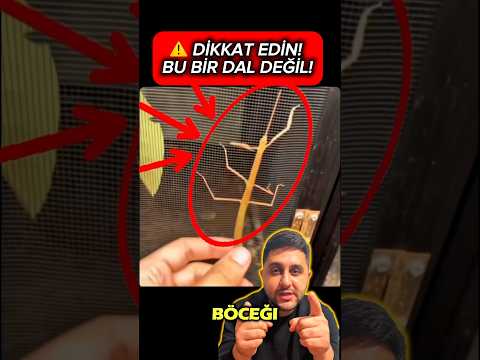 Dal Değil! Bu Bir Böcek. #shorts