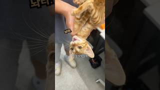 고양이는 통에 들어가는걸 좋아할까?