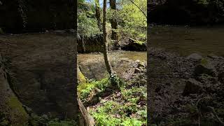 Quiet moment #22 🌳