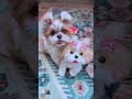 cute dogs #FurryFriends#PetParent#DailyDoseOfCute#Pawsome#ViralPets#GoldenRetriever (ya jo bhi breed