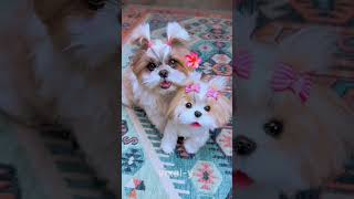 cute dogs #FurryFriends#PetParent#DailyDoseOfCute#Pawsome#ViralPets#GoldenRetriever (ya jo bhi breed