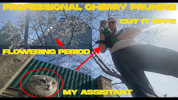 Mastering the Art of Professional Cherry Pruning: Expert Techniques and Tips Revealed!