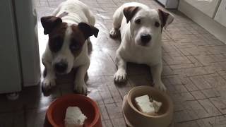 Джек Рассел любит творожок! /  Jack Russell loves cottage cheese