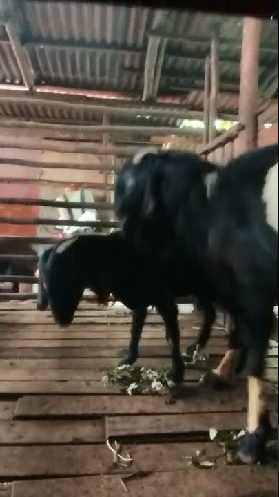 Proses perkawinan kambing etawa vs Jawa randu .#subscribe #short # ...