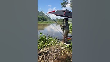 Lên hàng cá trắm cỏ tự nhiên cho cần thủ @thucinhcong1783✅#cauca #moclure #fishing