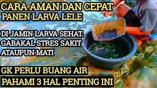 CARA PANEN LARVA LELE USIA 21 HARI PALING AMAN - SEKALIGUS SORTIR