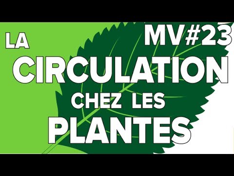 Video: Plantele scufundate au stomate?