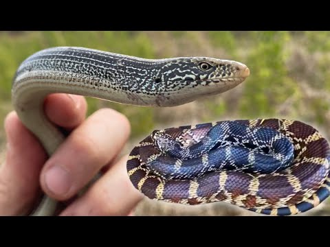 Herping the sand prairie for bull snakes and legless lizards
