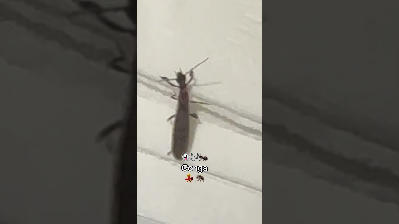 a bug showed up to dance and flew away after the song