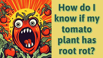 Jak poznám, že má moje rajče kořenovou hnilobu?