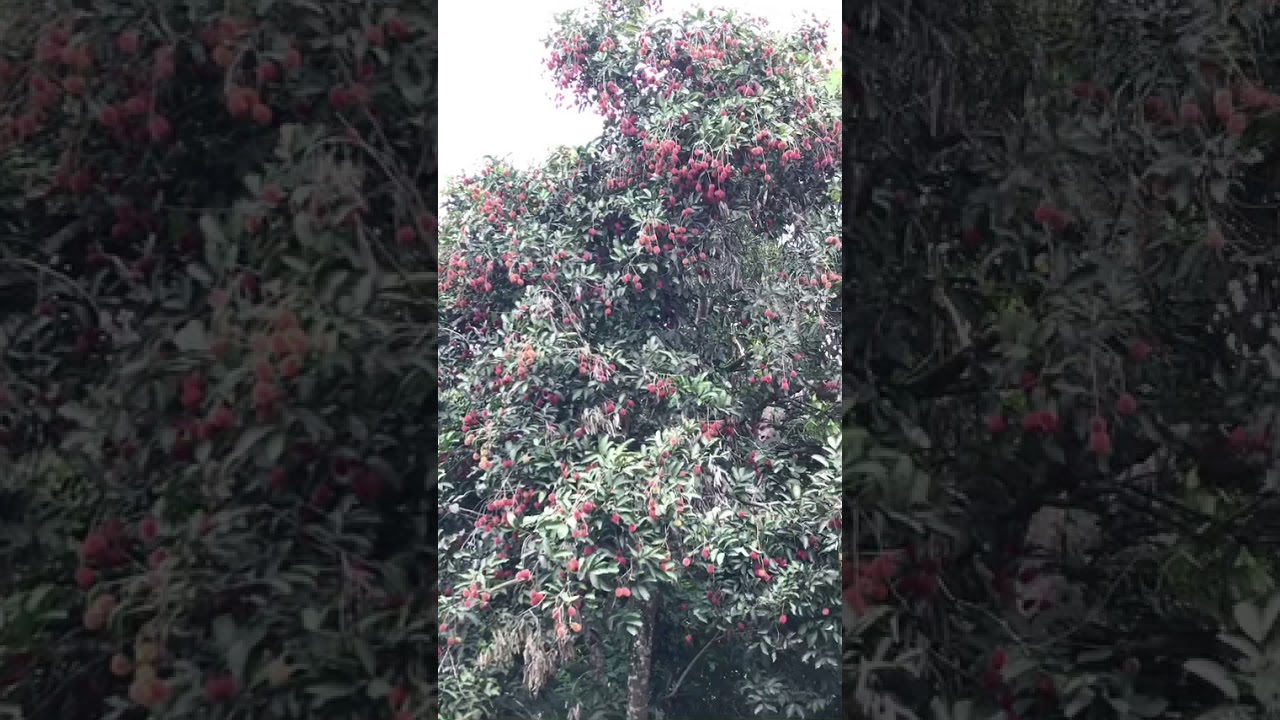 Kebun Upin Ipin : Best Download Gambar Kebun Binatang | Goodgambar