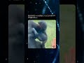ママゴリラの走り方めっちゃ可愛い笑 #shorts #動物 #かわいい