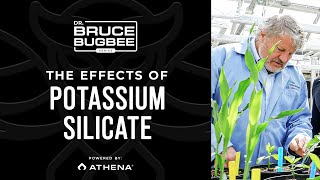 Bruce Bugbee Series – Effects of Potassium Silicate