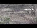 Lion Trying to Hunt Warthog Near Tshokwane