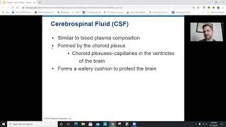 Anatomy Chapter 7, Part 3: The Nervous System