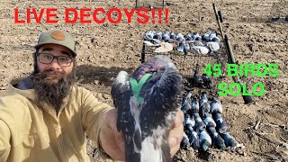Hunting over LIVE DECOYS! Crazy Solo Pigeon Hunt