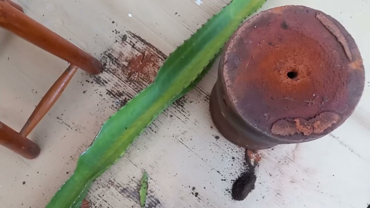 ¡¡¡Difícil Salvataje!!! Trasplantar Euphorbia ingens o Euphorbia candelabro