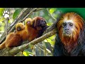 Le singe qui se prend pour un lion  tamarin  documentaire animalier  amp