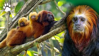 The monkey who thinks he's a lion - Tamarin - Animal documentary - AMP