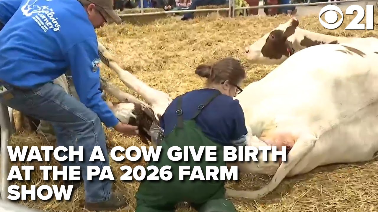 Cow gives birth at 2026 Farm Show - YouTube