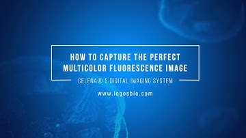 How to capture the perfect multicolor fluorescence image with the CELENA® S