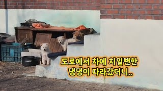 도로에서 차에 치일뻔한 댕댕이를 따라갔더니.. (가족들과 행복한 설날 보내세요🙇‍♂️) by 누기시골 47,812 views 3 months ago 10 minutes, 37 seconds