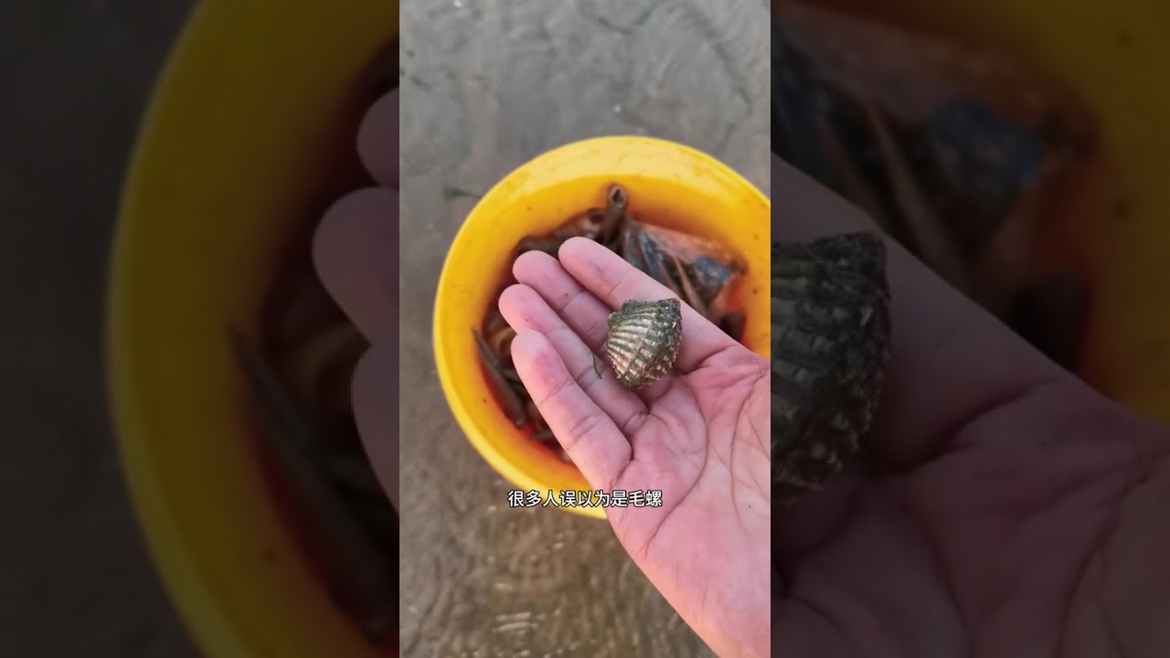 Tidepool Treasure: My Snail Finds on Beachcombing Adventure