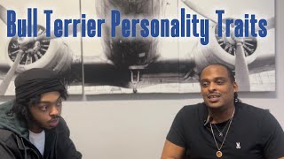 Bull Terrier Personality And Behavior Traits