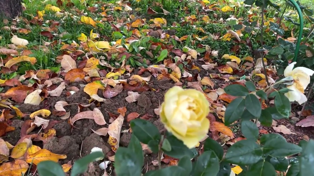 Осенние работы в саду. Что выбрала для подготовки своих роз к зиме. Осваиваю организацию прикопа