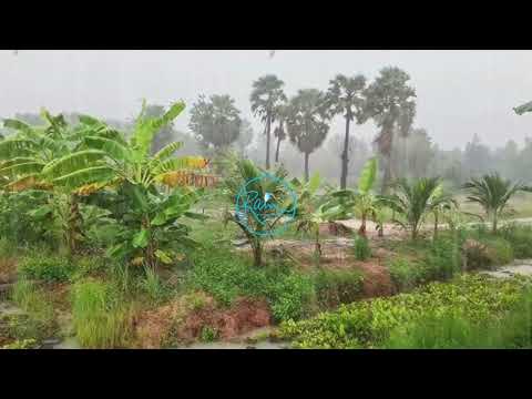 ទឹកភ្លៀងធ្លាក់ សំលេងសត្វកង្កែប ហ៉ីង រៃ រងំ សំលេងខ្លុយស្តាប់រណ្តំចិត្ត