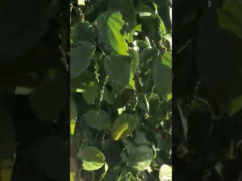 Video Vườn tiêu xanh Srilanka sum suê sai trĩu - youtube