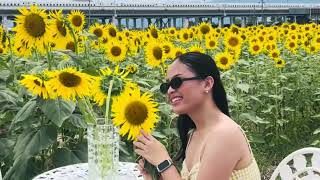 SUNFLOWER FIELD🌻🌻