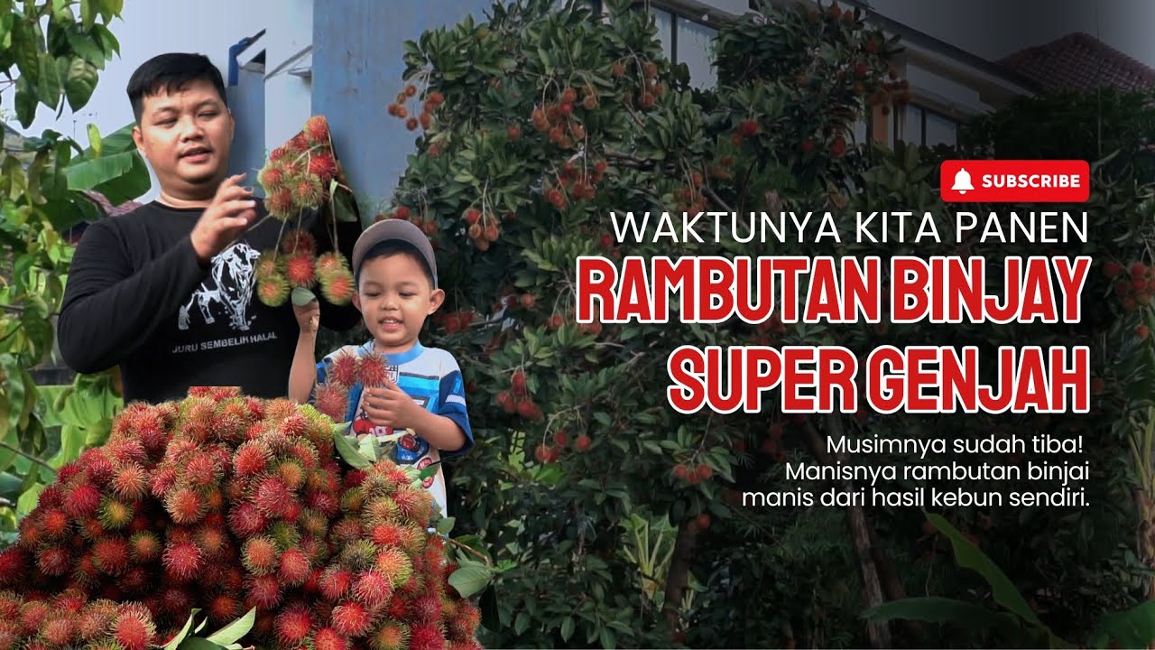 WAKTUNYA PANEN RAMBUTAN BINJAI