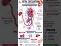 Fetal Circulation Explained Step by Step | Easy Nursing Notes for Students 👶❤️ #FetalCirculation