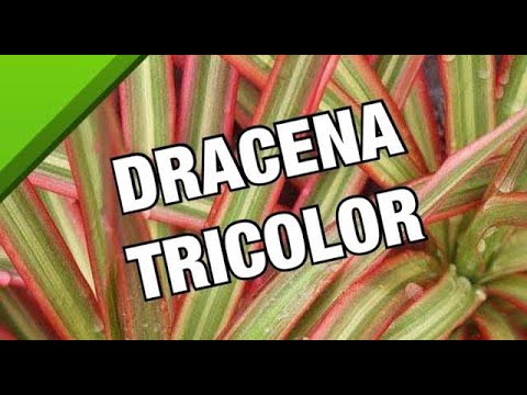 Vídeo: Problemas com plantas Dracaena: como resolver problemas comuns com plantas Dracaena