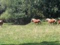 Ref:f4Hj25QpSTI Cheval comtois !