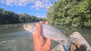 TARRAFEANDO PELA ILHA DO CAMALEÃO (SÓ TAINHA BRUTA)
