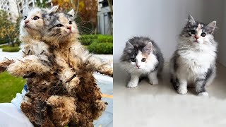 Dirty twin cats abandoned in woods, Transformation after adoption by Caring Animal Shelter 123,878 views 1 month ago 9 minutes, 26 seconds