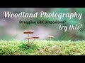 Struggling with woodland compositions? use a telephoto lens