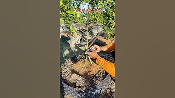 Thuốc Kích Rễ A01 Chuyên Dùng Cho Giâm Cành, Chiết Canh, Phục Hồi Cây Suy Yếu - Ra Rễ Cực Mạnh