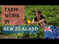 Farm Work In New Zealand 🇳🇿 || New Zealand work visa From Nepal