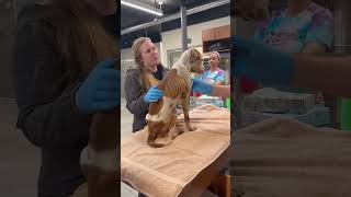 Terrified & Skeletal Pups Are Starved To The Brink Of Death, Dumped Like Trash By Cruel Abuser