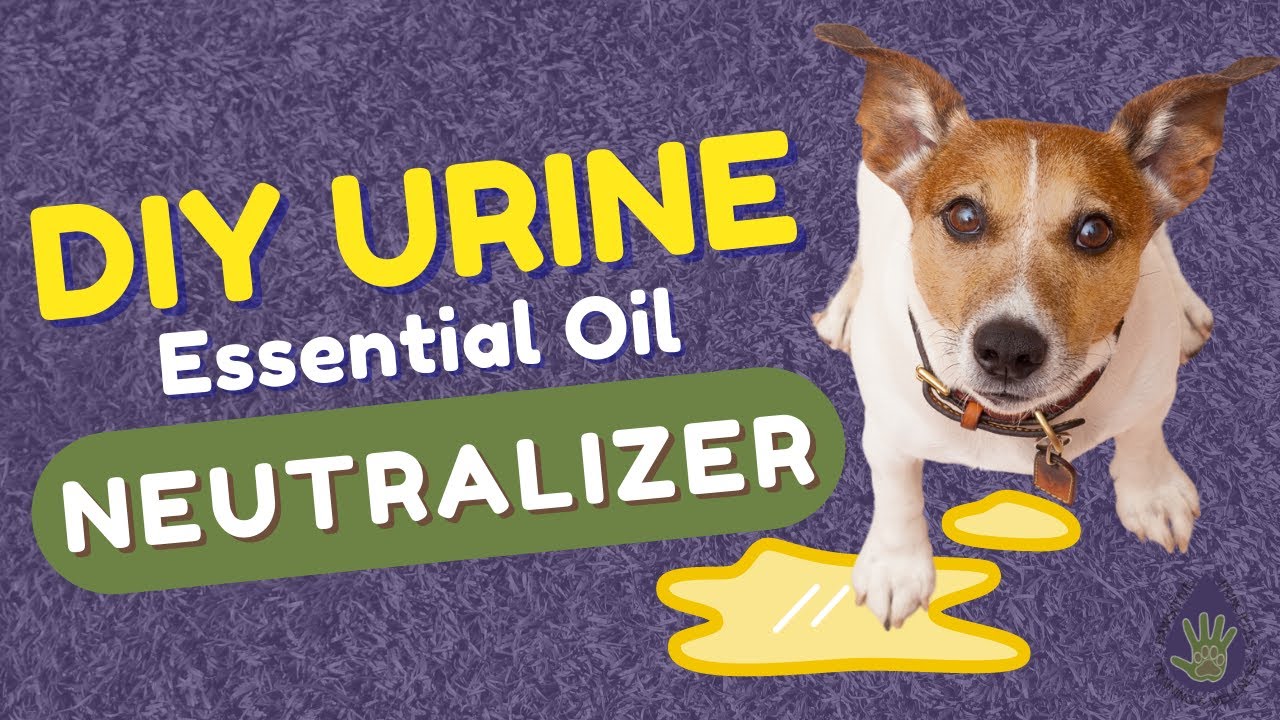 DIY Natural Urine Neutralizer How To Get Rid Of Pet Urine Smell YouTube