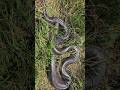 Dia 92: Em Busca da Anaconda de 10M 🐍