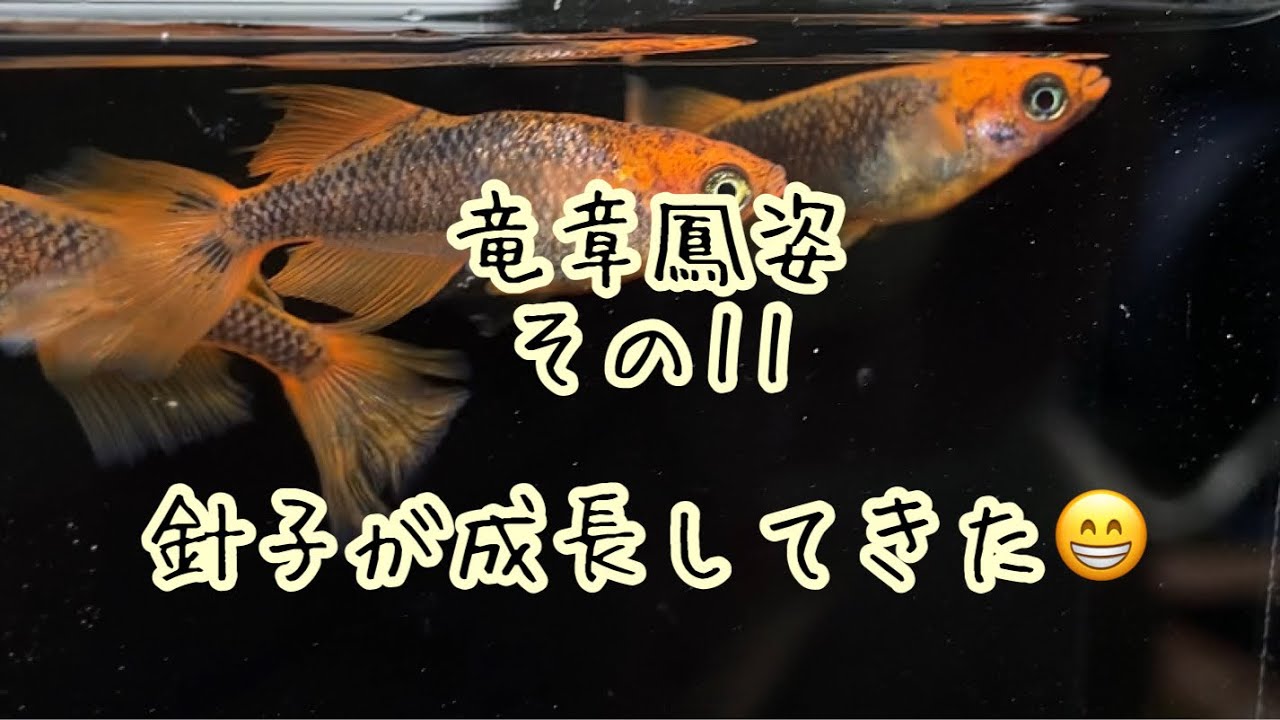 竜章鳳姿 メダカ】 その11 針子が成長してきたので、大きめ稚魚を別の 竜章鳳姿 メダカ】 その11 針子が成長してきたので、大きめ稚魚を別の