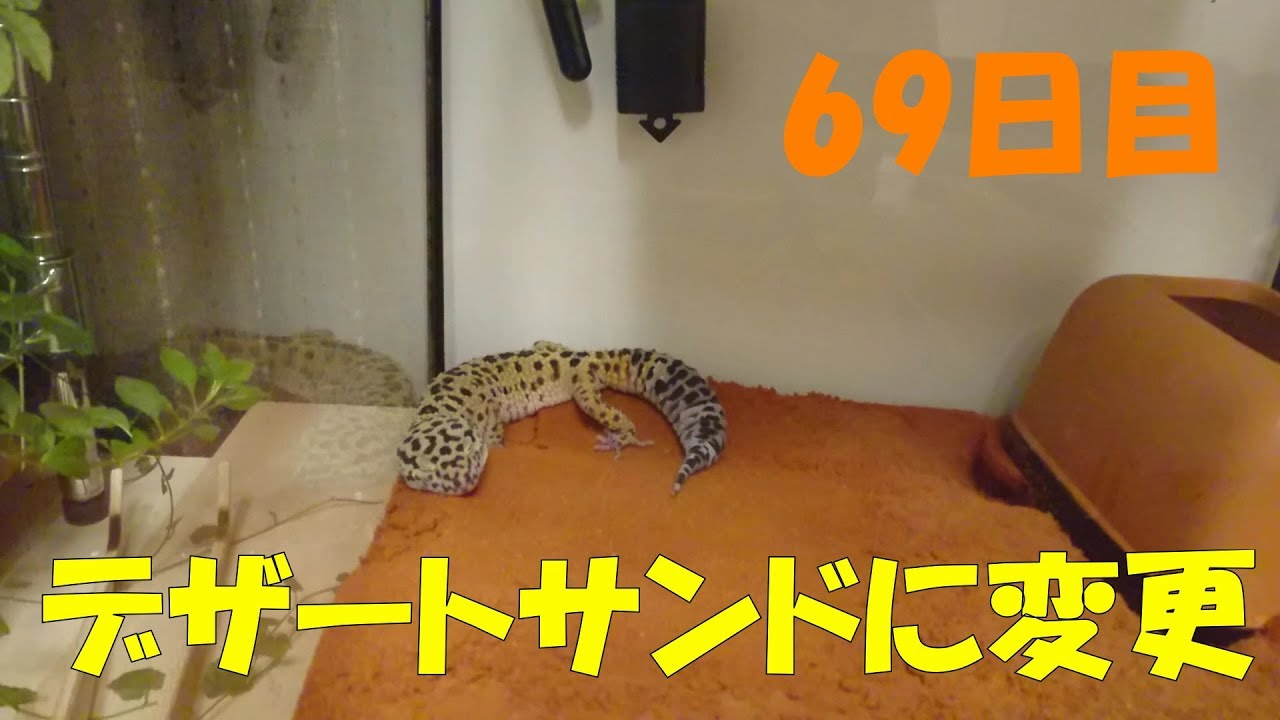 10 ヒョウモントカゲモドキ レオパの床材をデザートサンドにしてみた 67日目 69日目 Youtube 10 ヒョウモントカゲモドキ レオパの床材をデザートサンドにしてみた 67日目 69日目 Youtube