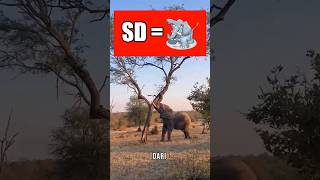 SH jadi gajah di balas dengan SD